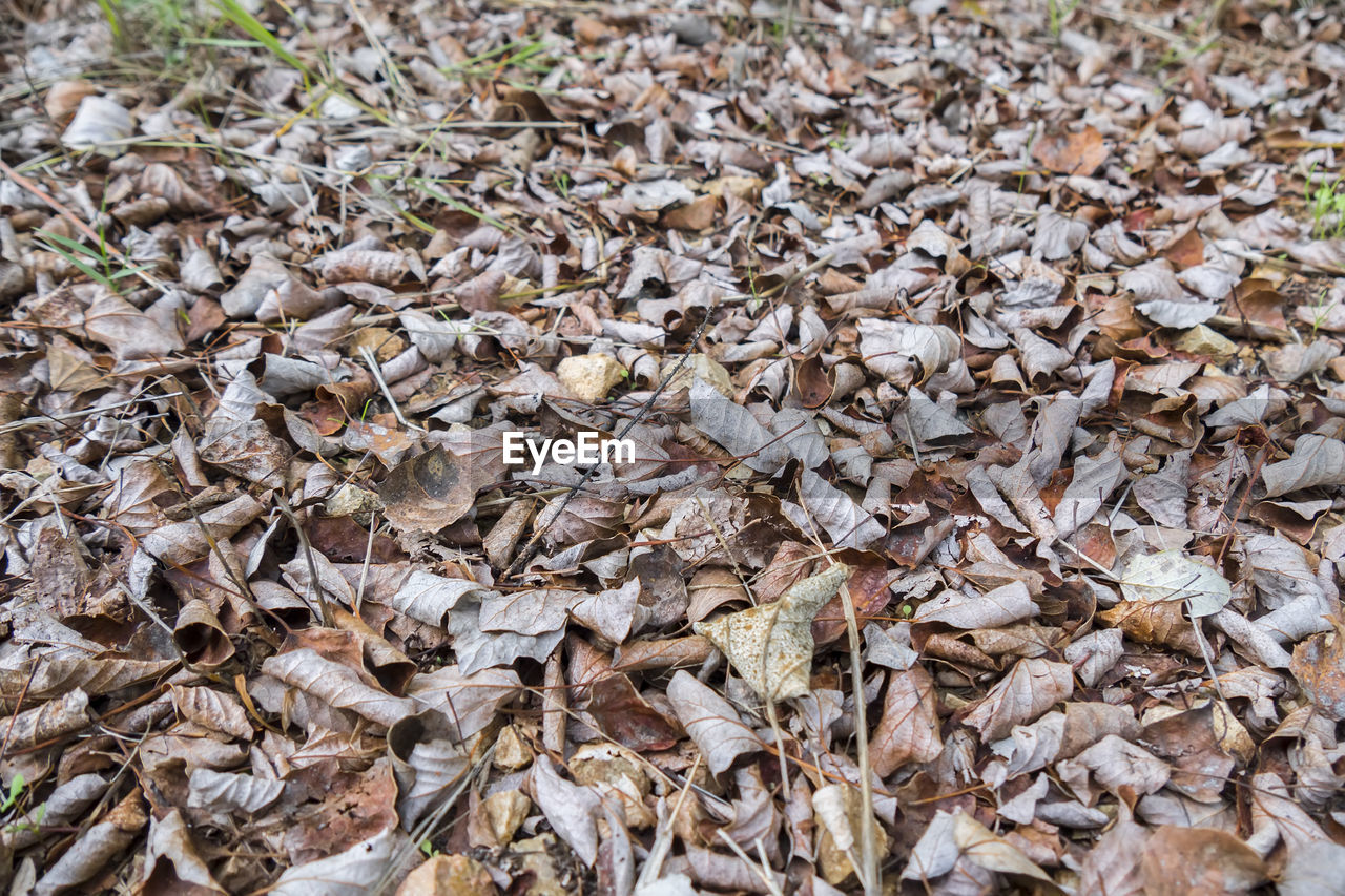 leaf, full frame, dry, abundance, day, high angle view, no people, backgrounds, land, plant part, tree, nature, field, leaves, large group of objects, wood, soil, branch, autumn, flower, outdoors, plant, grass, tranquility, falling, close-up, brown, beauty in nature, fragility