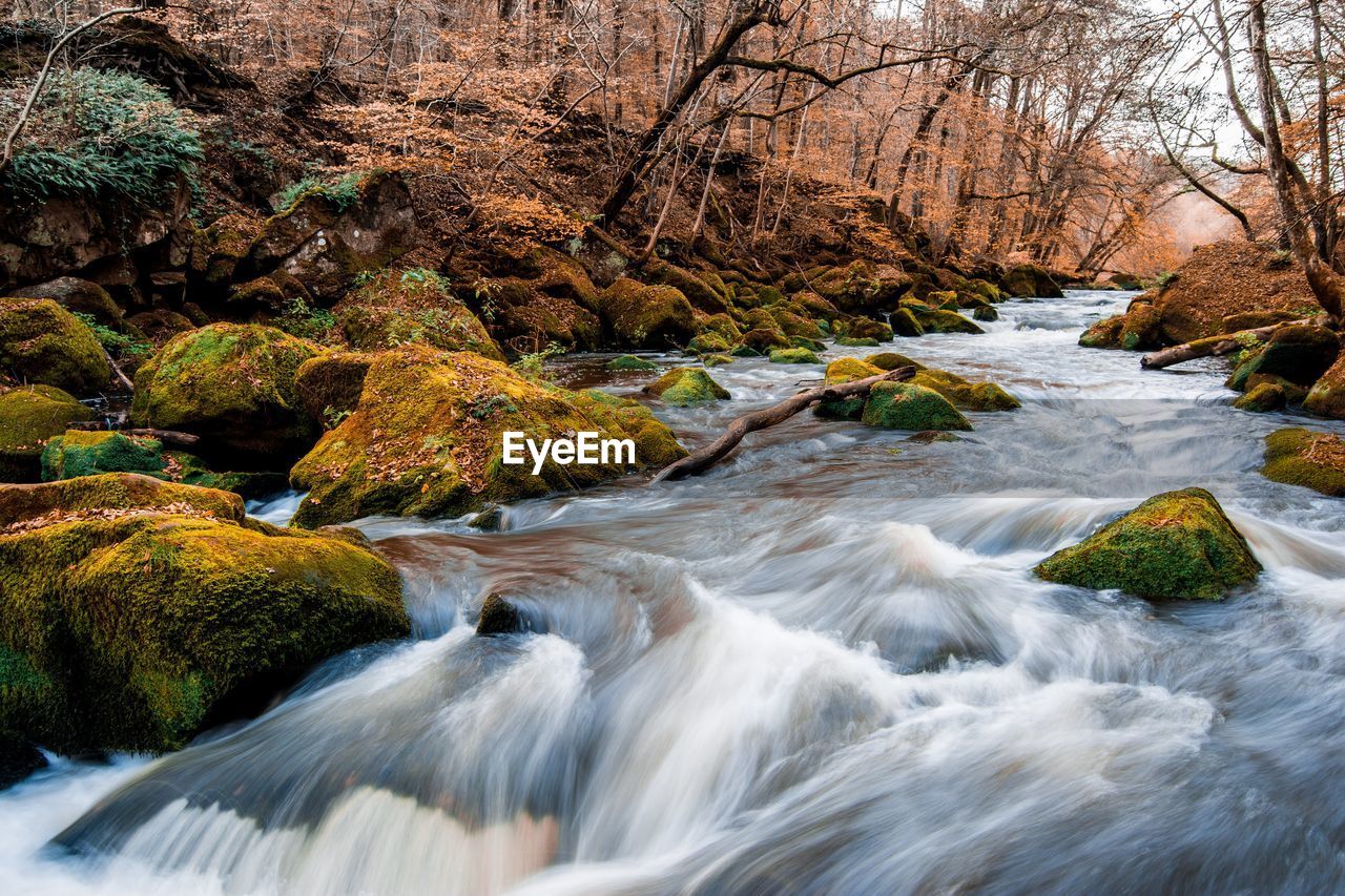 RIVER FLOWING IN FOREST