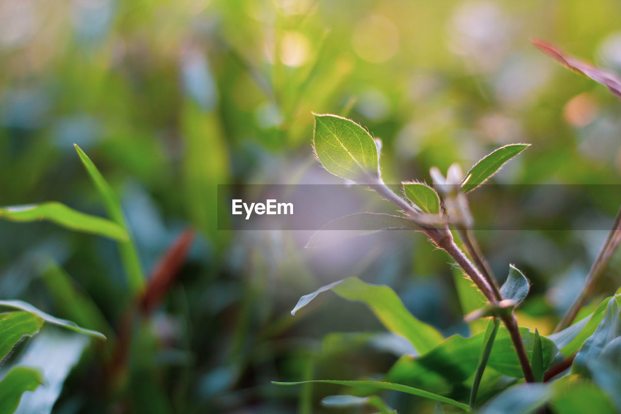 Close-up of plant growing on field