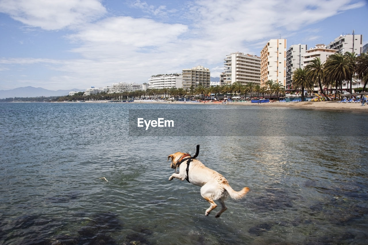 Labrador retriever doing a jump in the sea on the andalusian coast