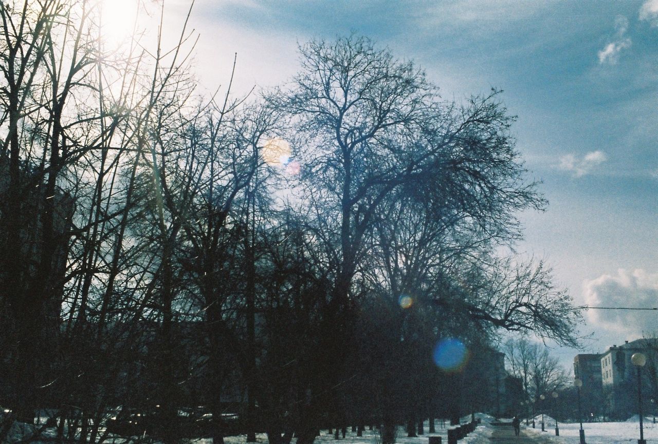 BARE TREES AGAINST SKY