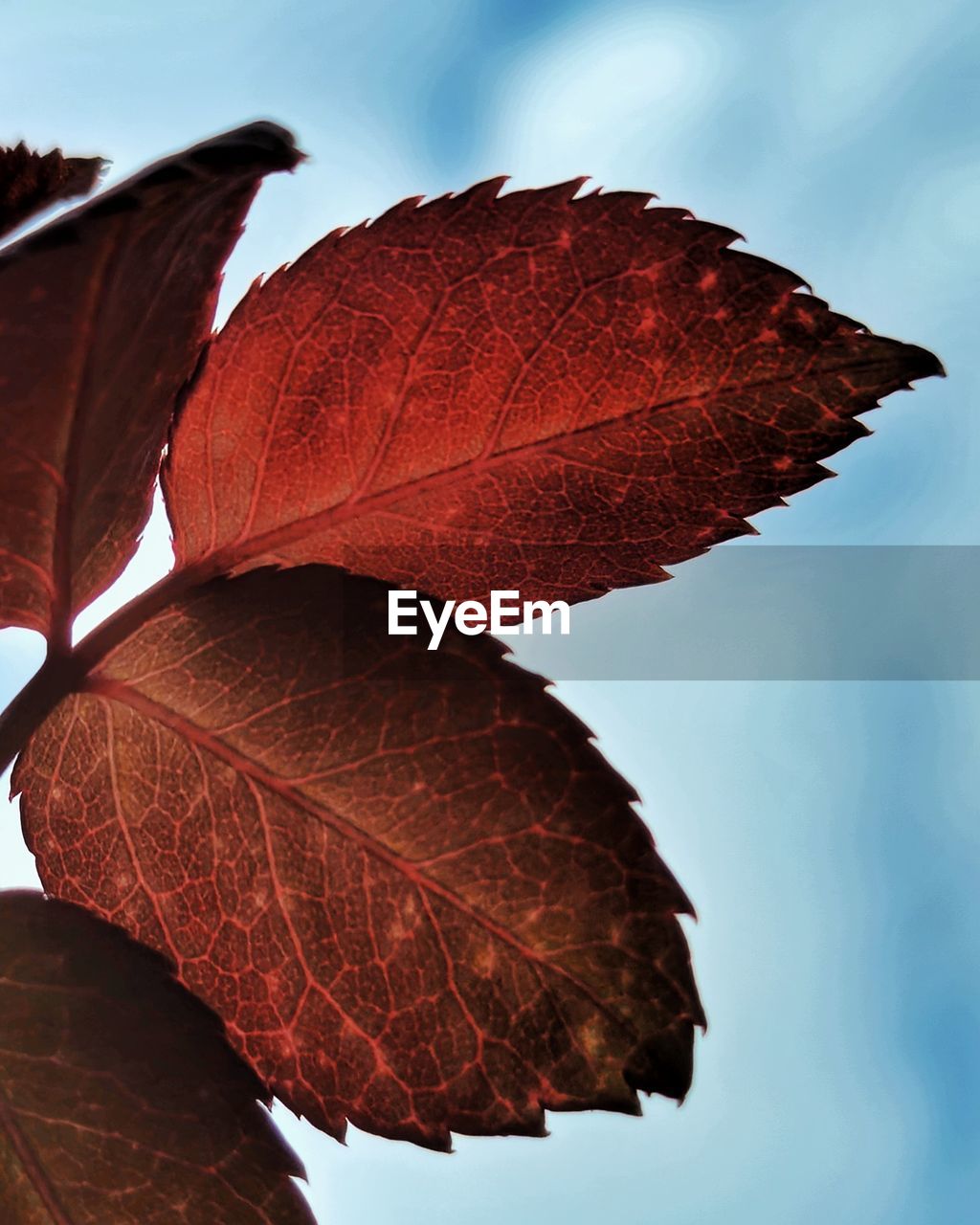 red, leaf, plant part, nature, tree, autumn, flower, close-up, plant, no people, sky, petal, macro photography, beauty in nature, leaf vein, outdoors, sunlight, branch, brown, day, fragility