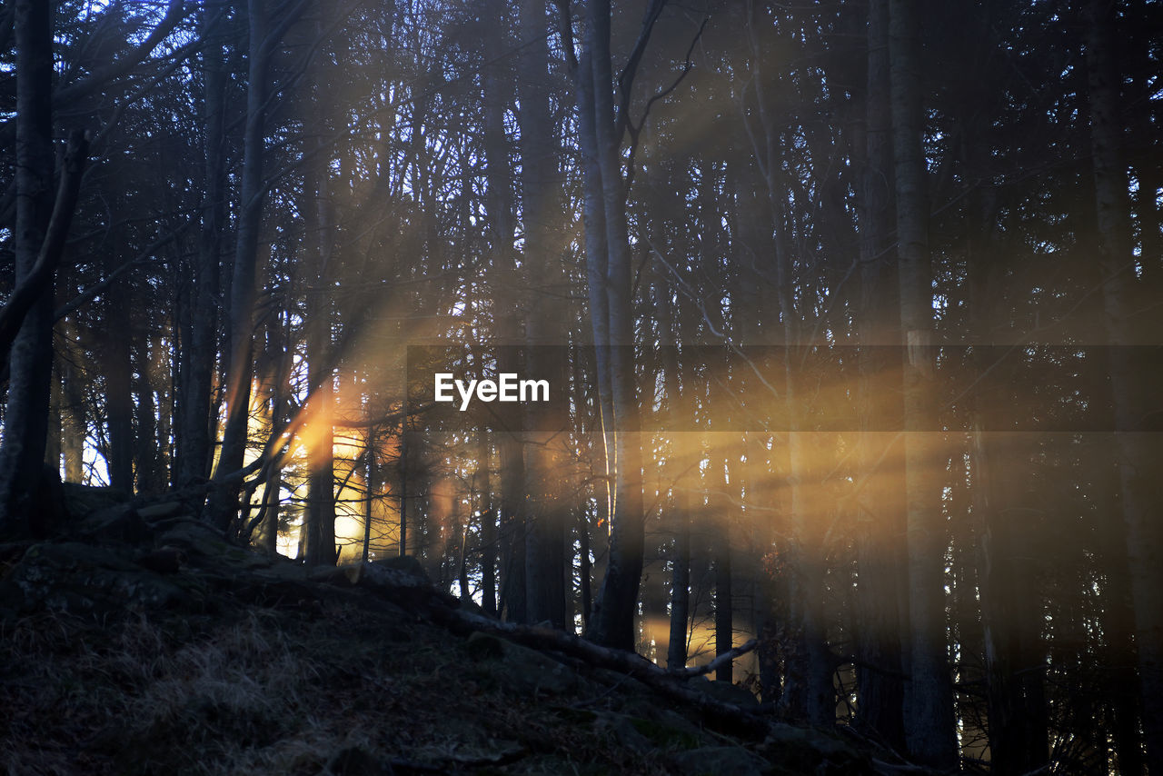 Sunlight streaming through trees in forest