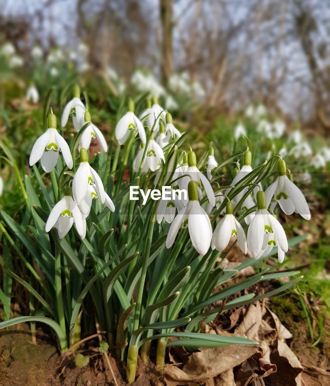 CLOSE-UP OF WHITE FLOWERS BLOOMING IN FIELD