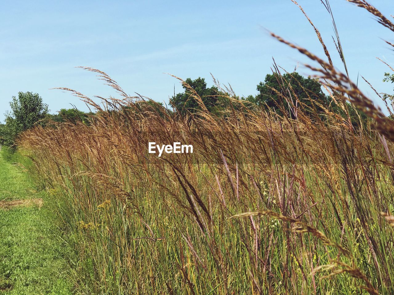 CLOSE-UP OF PLANTS ON FIELD