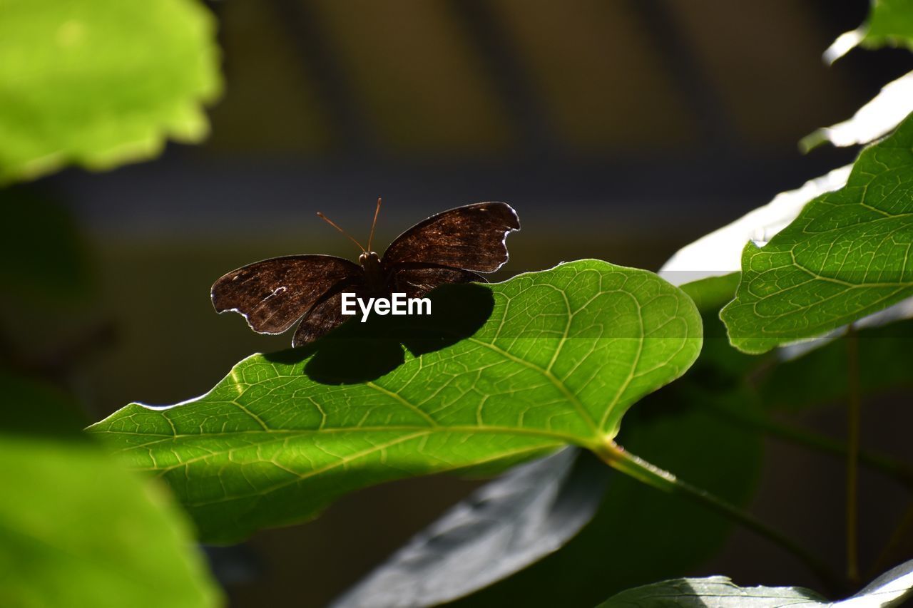 CLOSE-UP OF BUTTERFLY ON GREEN LEAVES