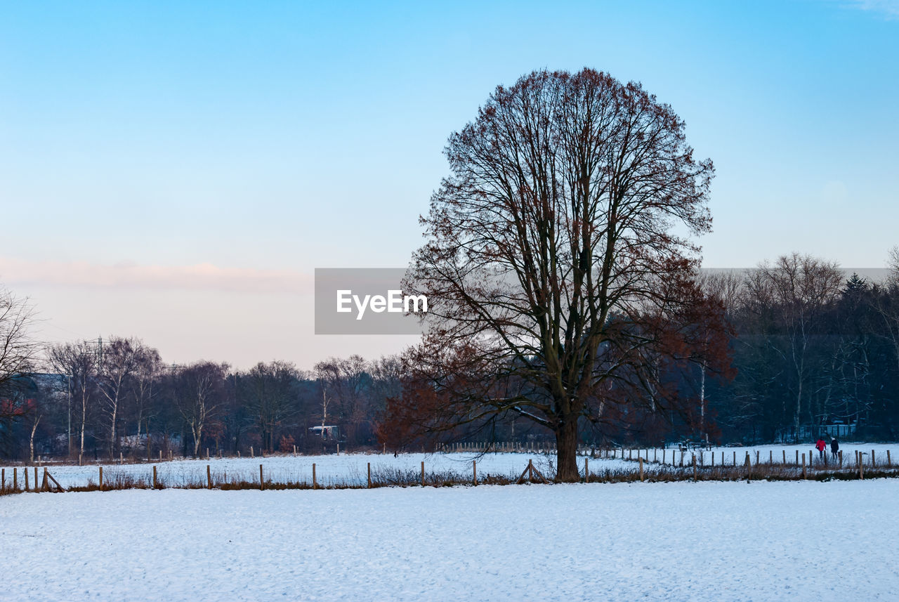 BARE TREES ON SNOW COVERED FIELD AGAINST SKY DURING WINTER