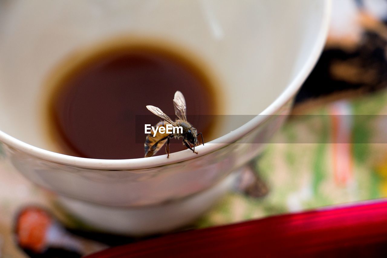 Close-up of bee on coffee cup