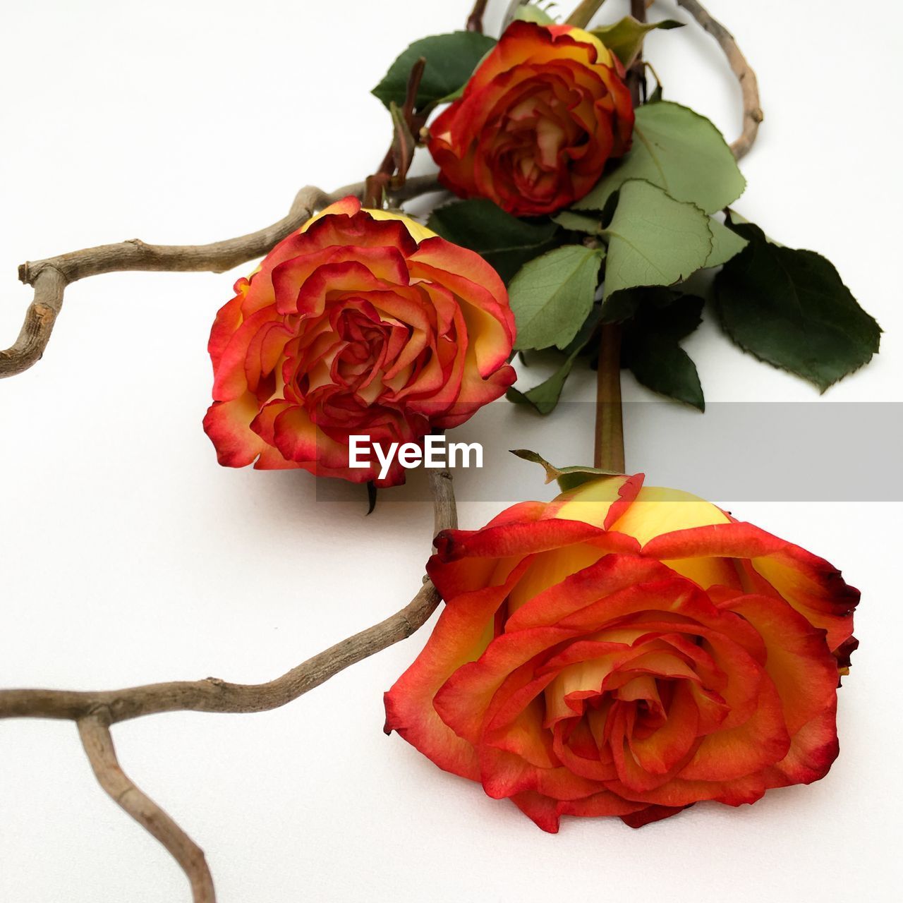 High angle view of roses on white background