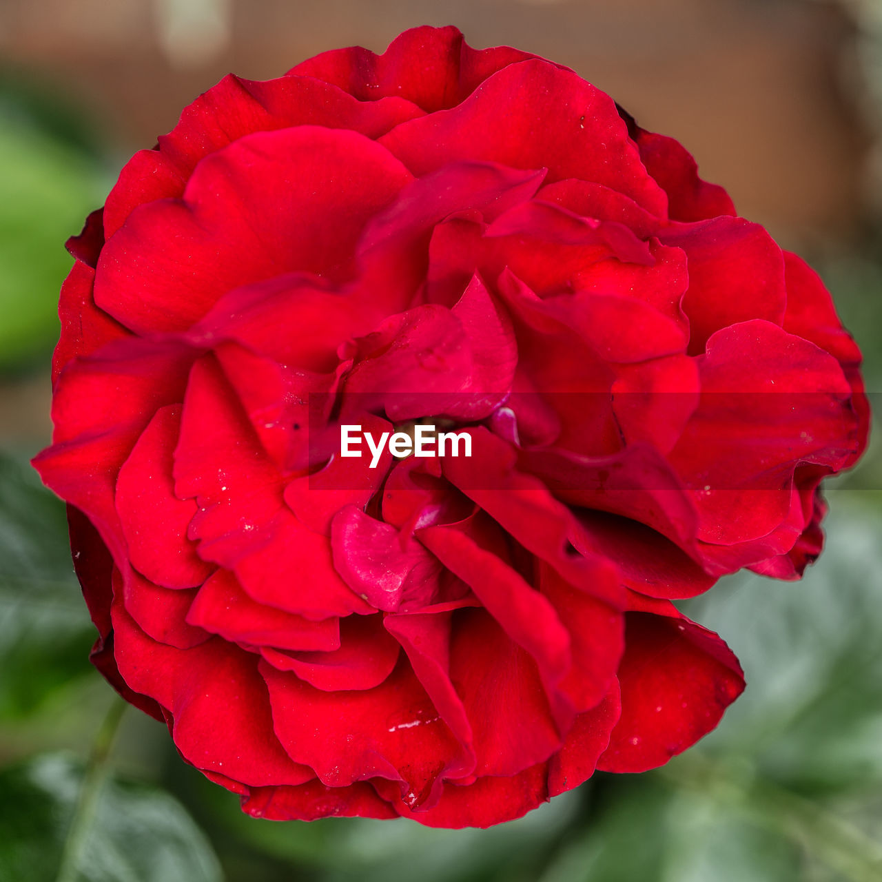 CLOSE-UP OF RED ROSES