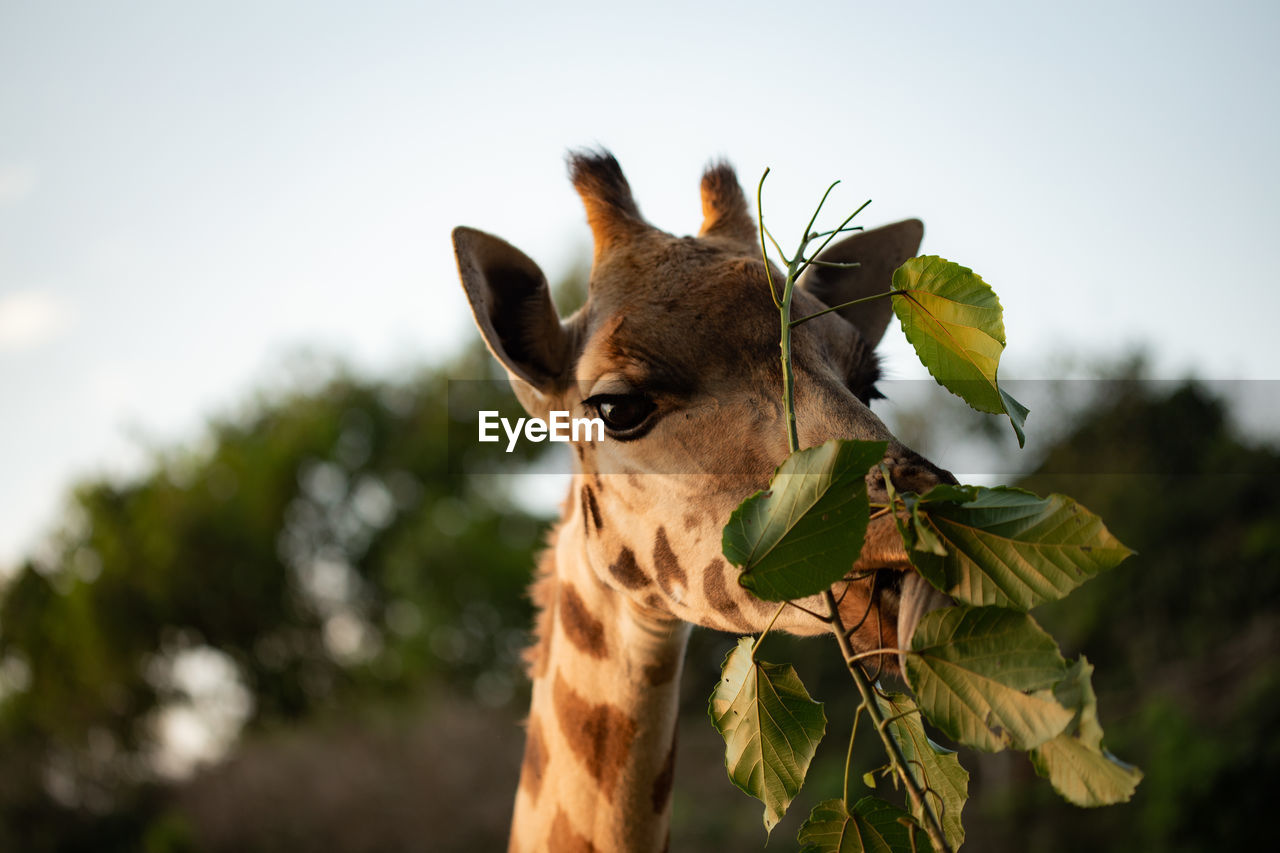 Close-up portrait of a giraffe