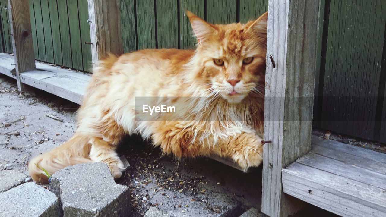 Portrait of ginger cat lying on wooden door