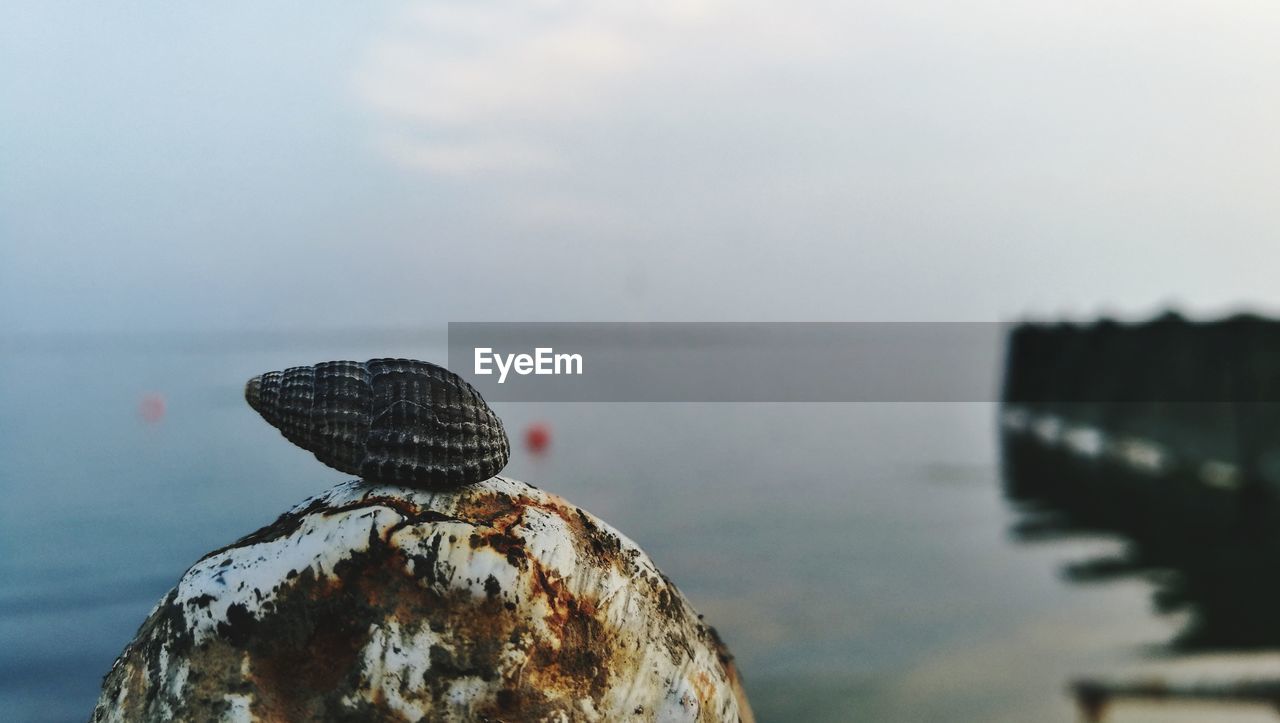 CLOSE-UP OF OWL PERCHING ON SEA AGAINST SKY
