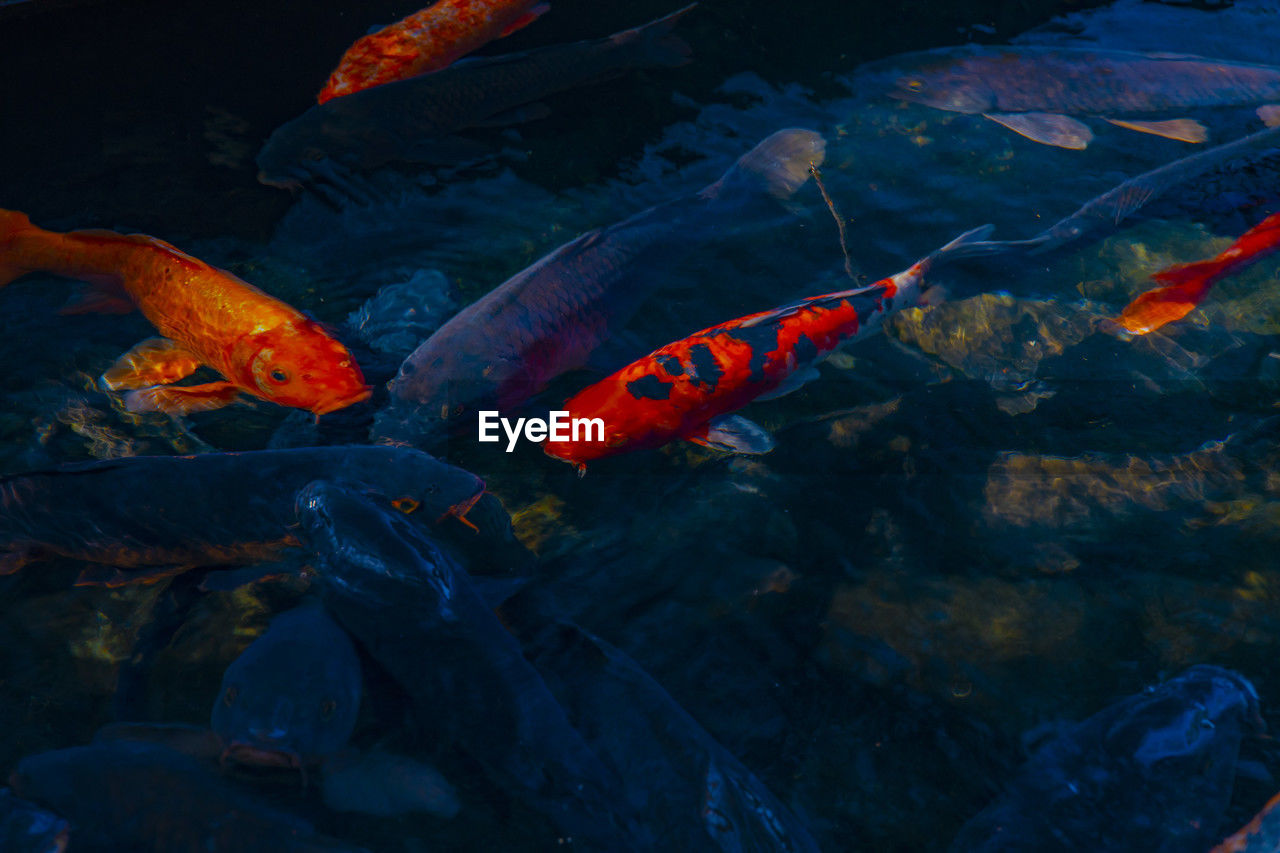 high angle view of koi carps swimming in water