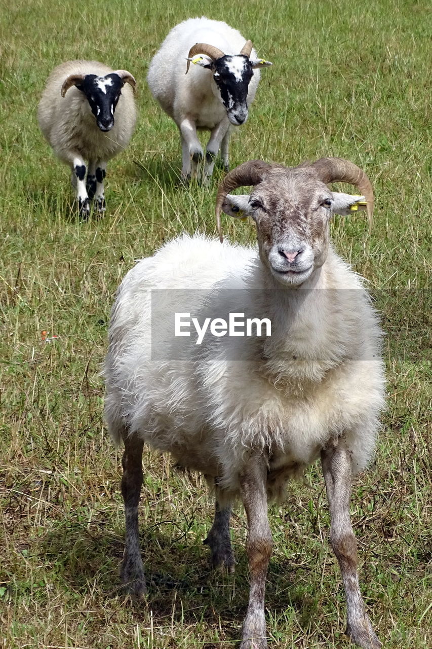 Sheep standing on field