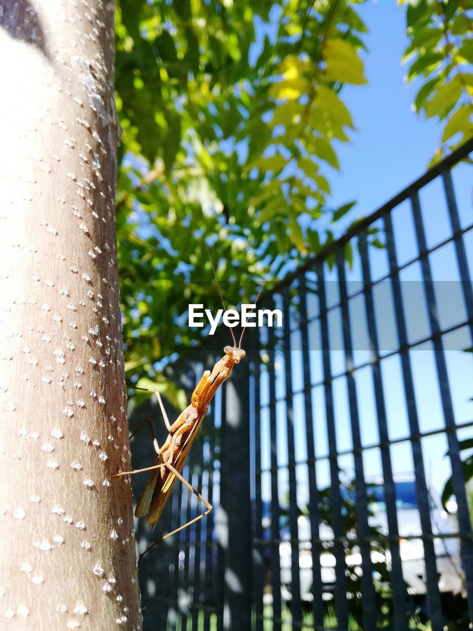 Low angle close-up of mantis climbing up tree