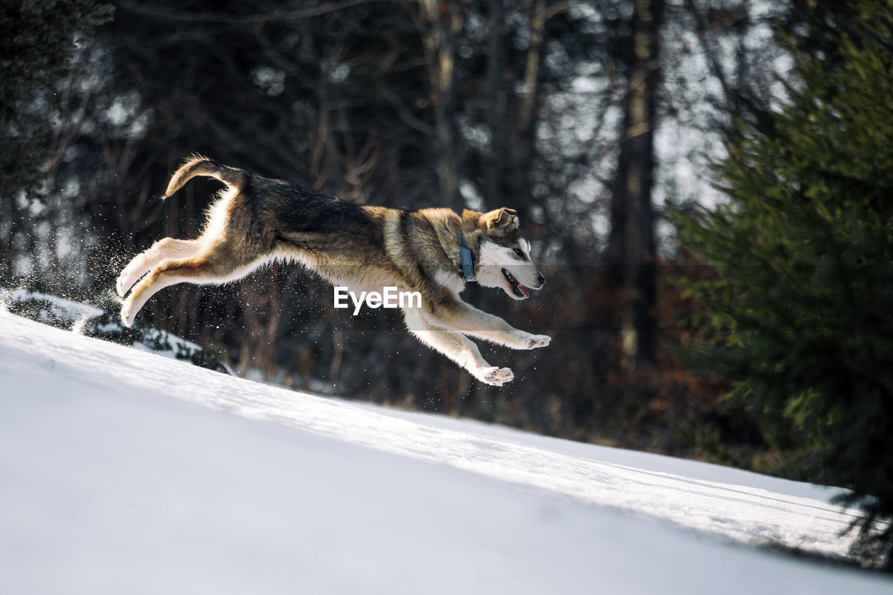 Dog running in snow