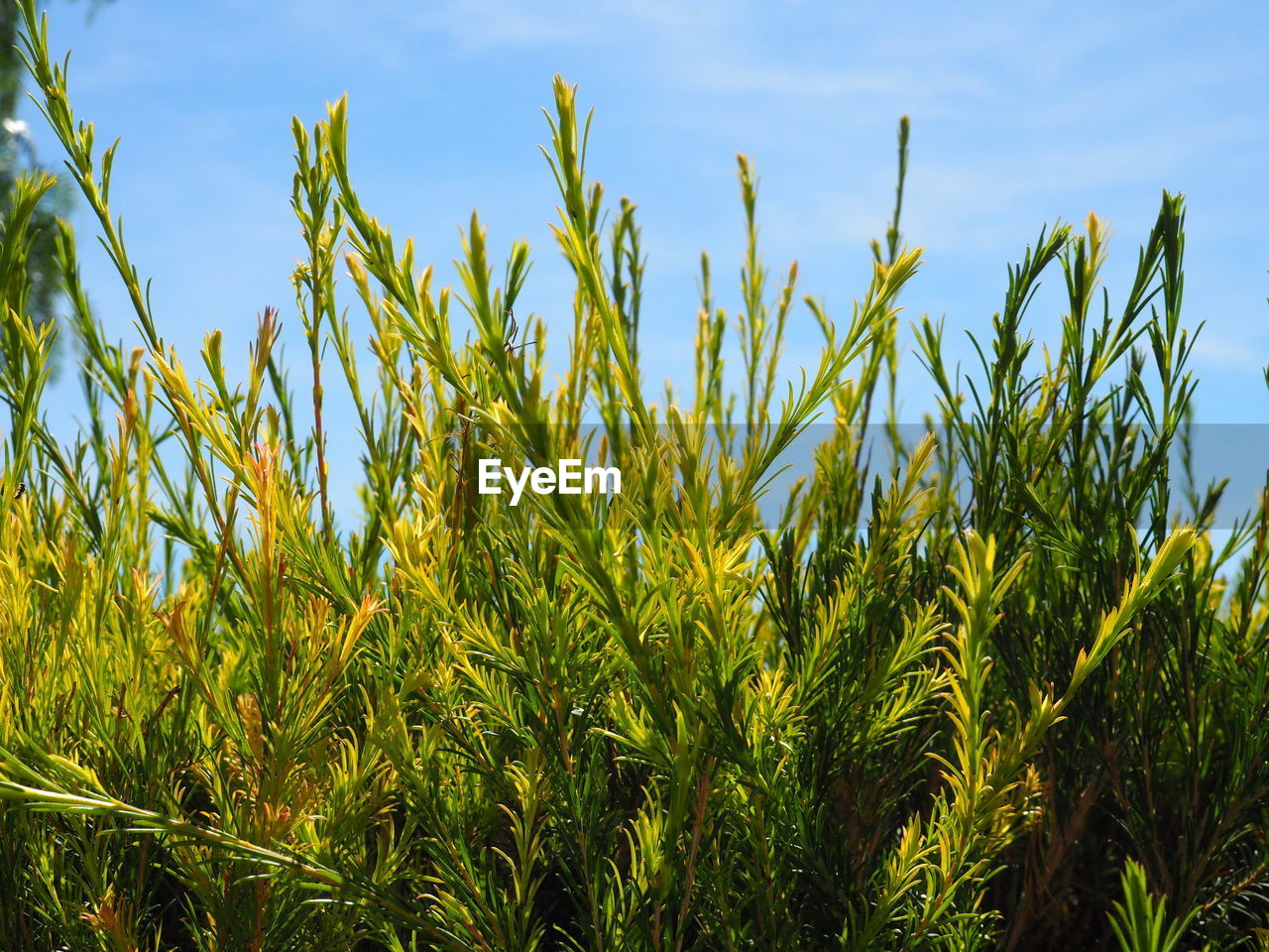 CLOSE-UP OF CORN FIELD