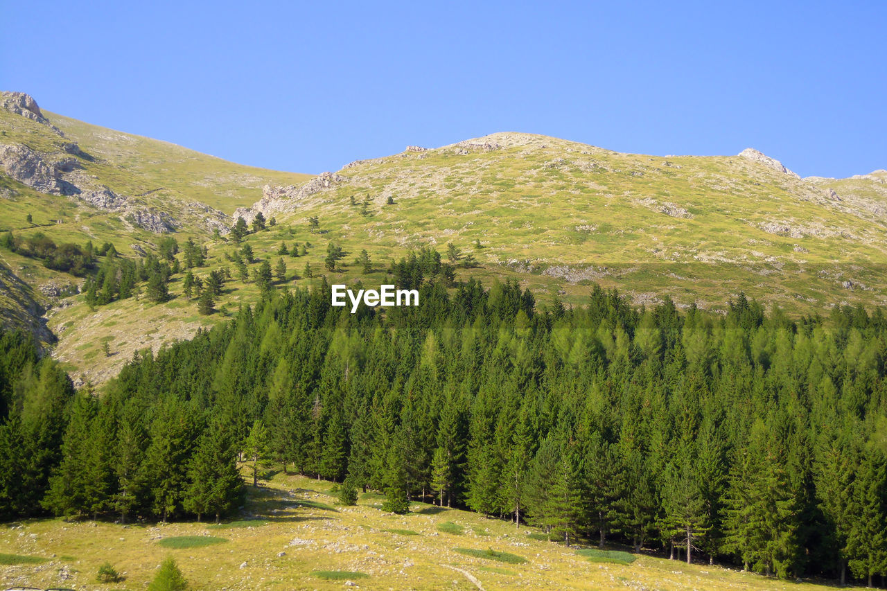 PANORAMIC VIEW OF PINE TREES AGAINST SKY