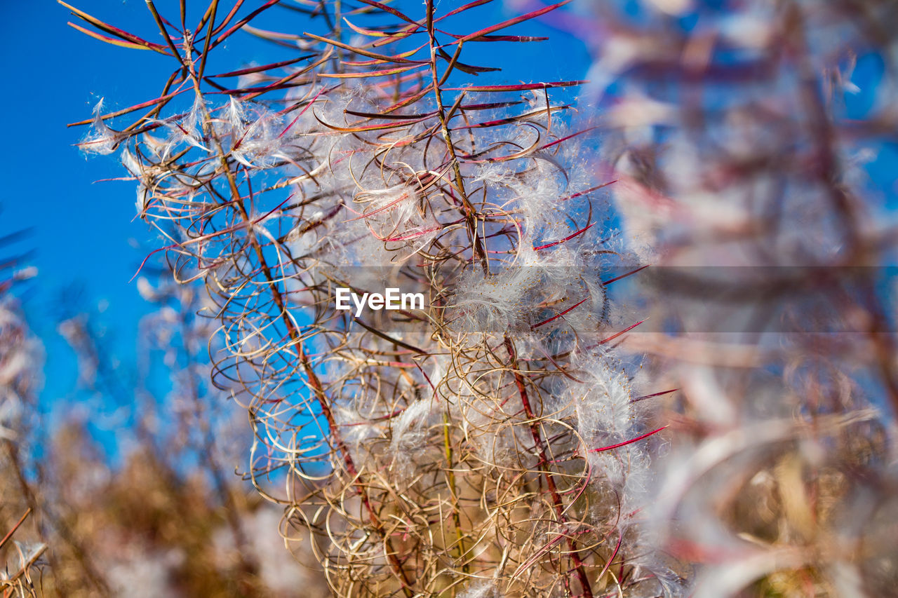 Low angle view of flowering tree against blue sky