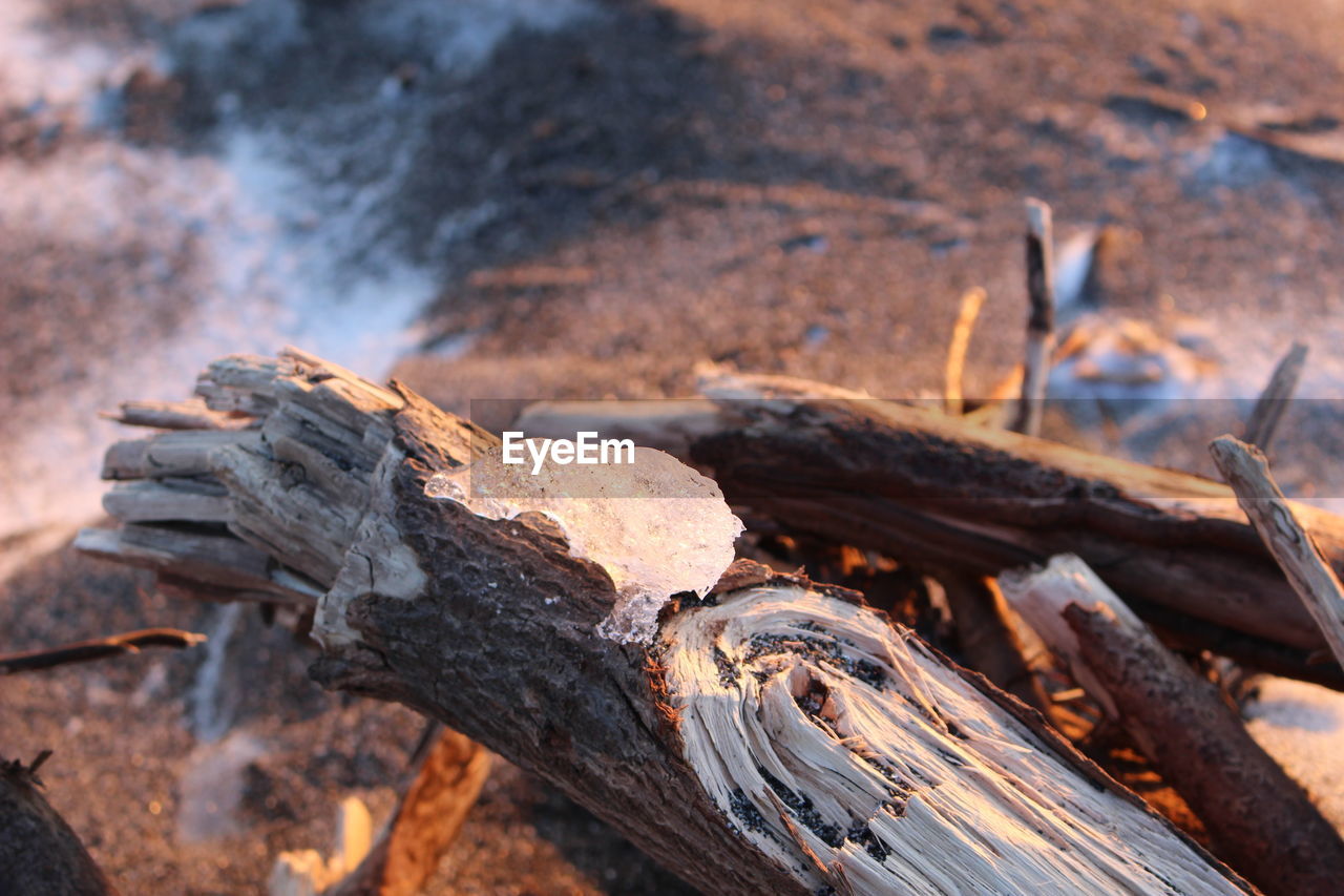 Close-up of wood on log in field