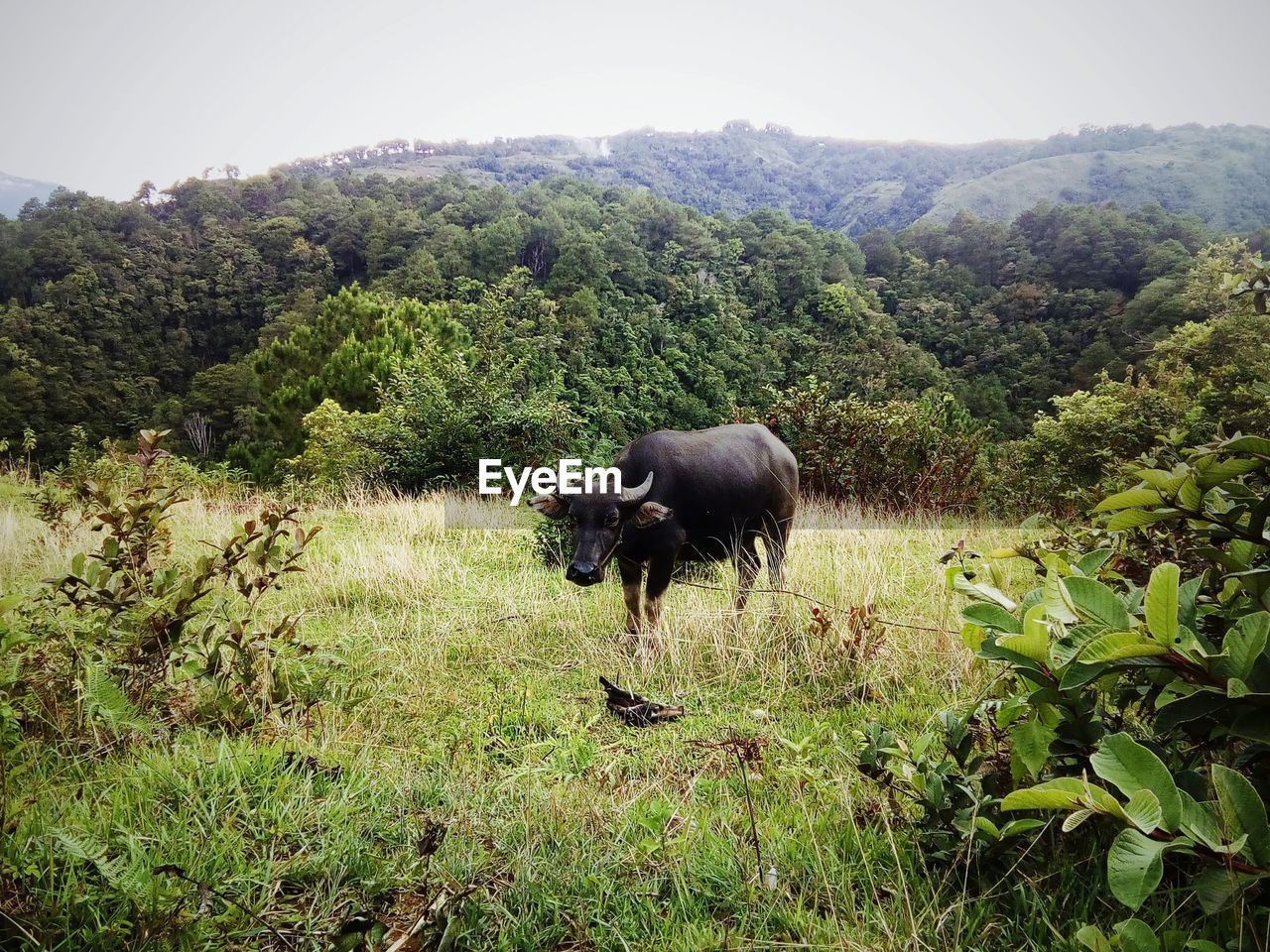 HORSE IN FIELD