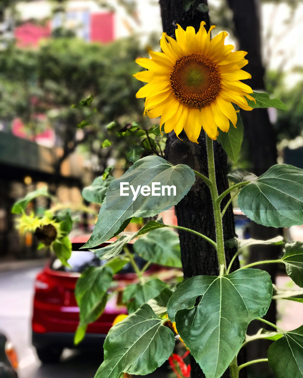 Close-up of sunflower on plant