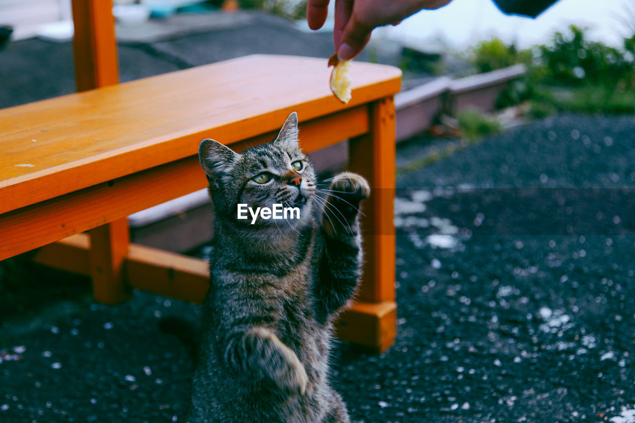 Cropped hand of person giving food to tabby cat on street