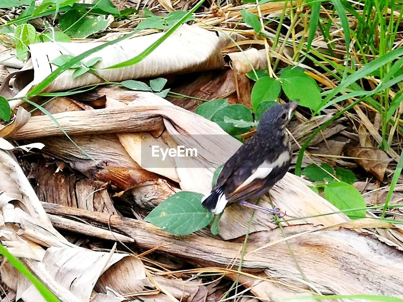 VIEW OF BIRD PERCHING ON WOOD