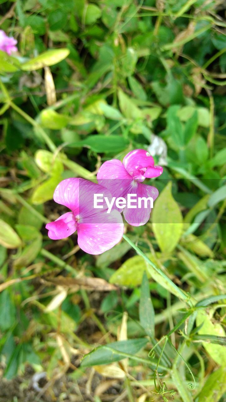 HIGH ANGLE VIEW OF PINK IRIS BLOOMING OUTDOORS