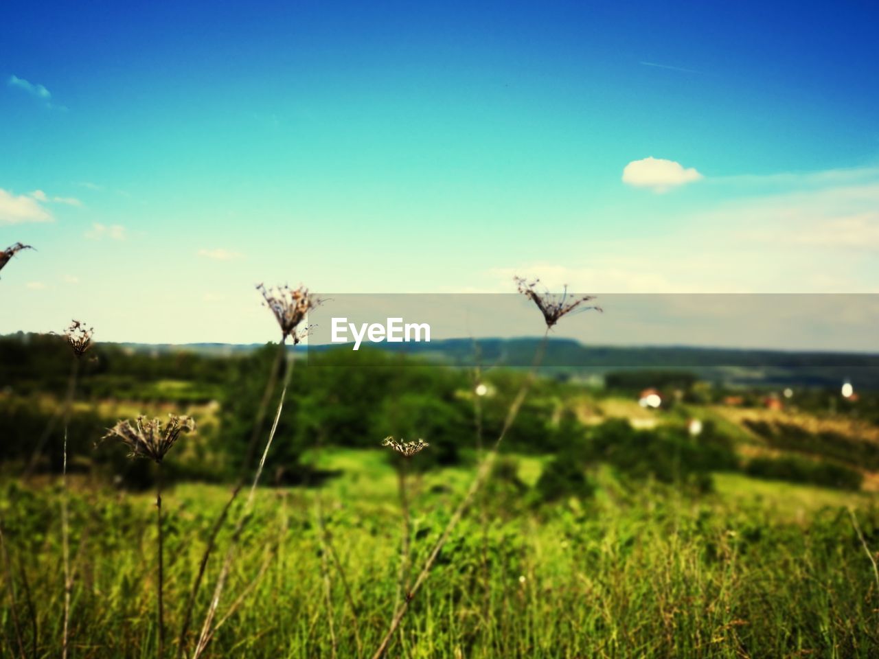 Plants on field against sky