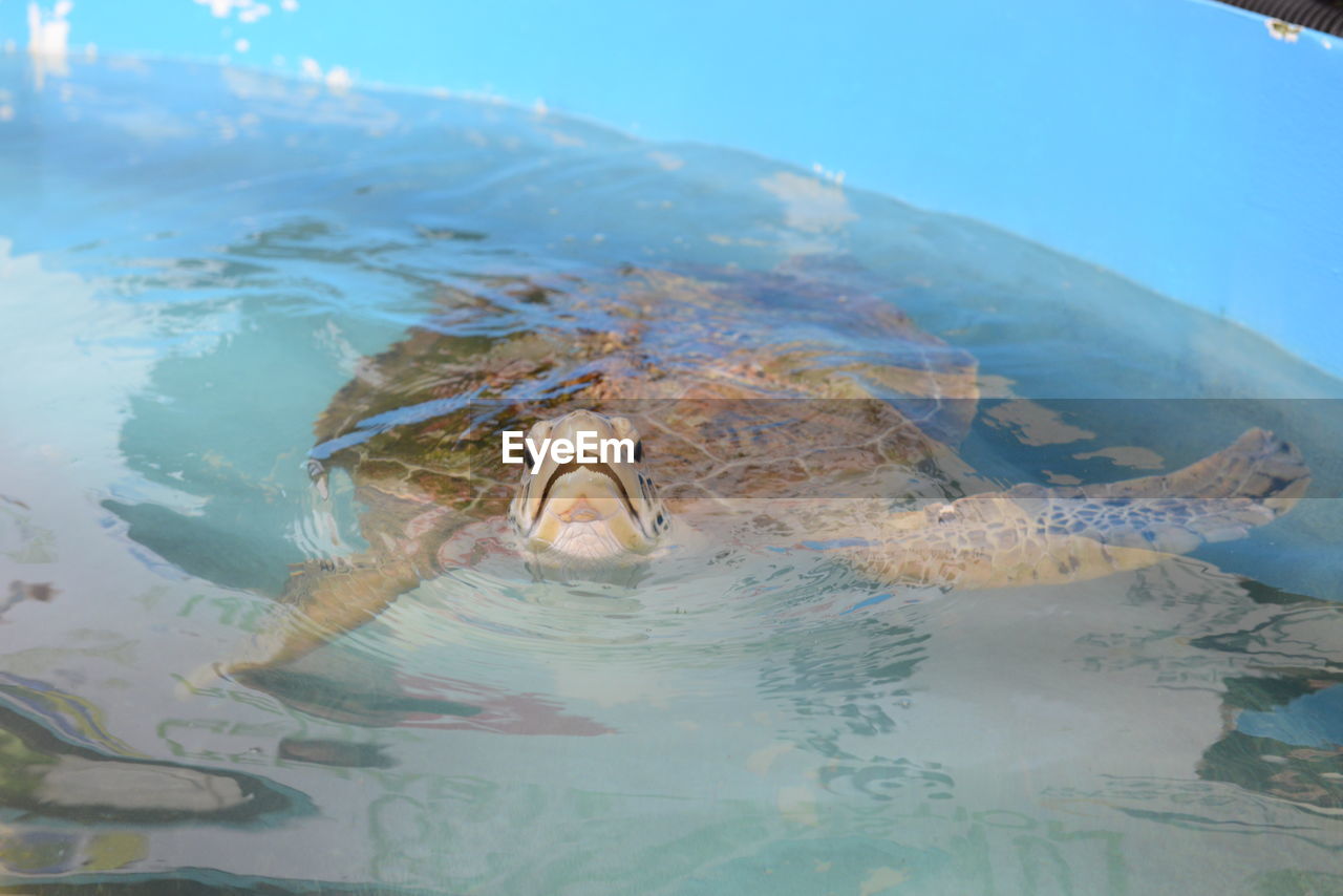VIEW OF TURTLE SWIMMING