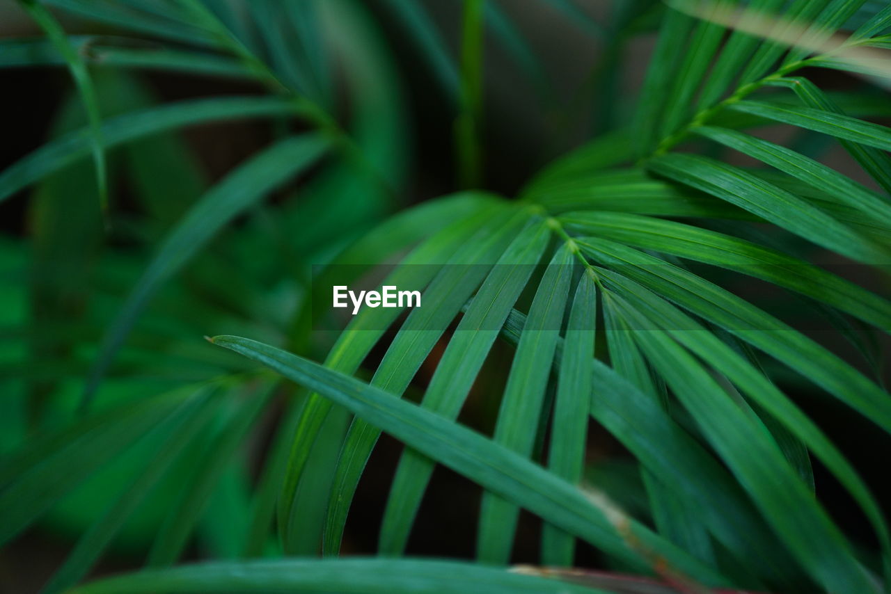 green, leaf, plant, plant part, grass, growth, tree, palm leaf, nature, palm tree, beauty in nature, close-up, flower, no people, saw palmetto, tropical climate, backgrounds, frond, plant stem, outdoors, environment, branch, botany, lush foliage, freshness, foliage, full frame, lawn