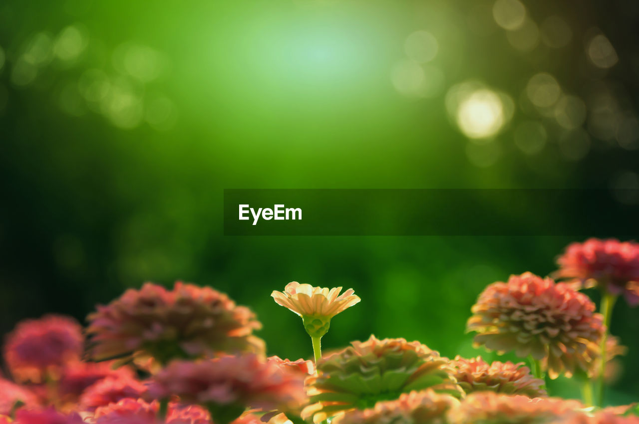 CLOSE-UP OF FLOWERS BLOOMING