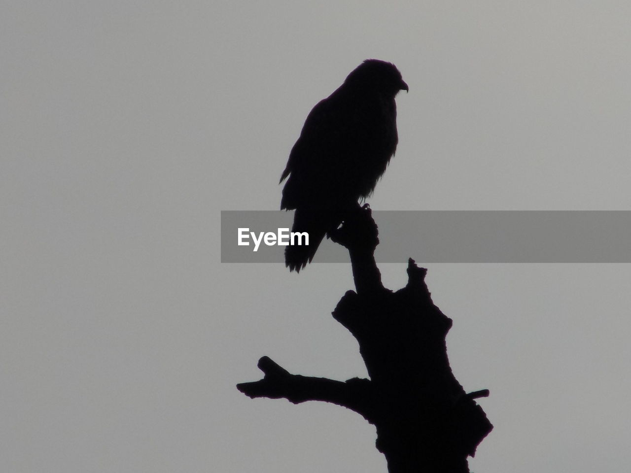 LOW ANGLE VIEW OF SILHOUETTE BIRD PERCHING ON BRANCH AGAINST SKY