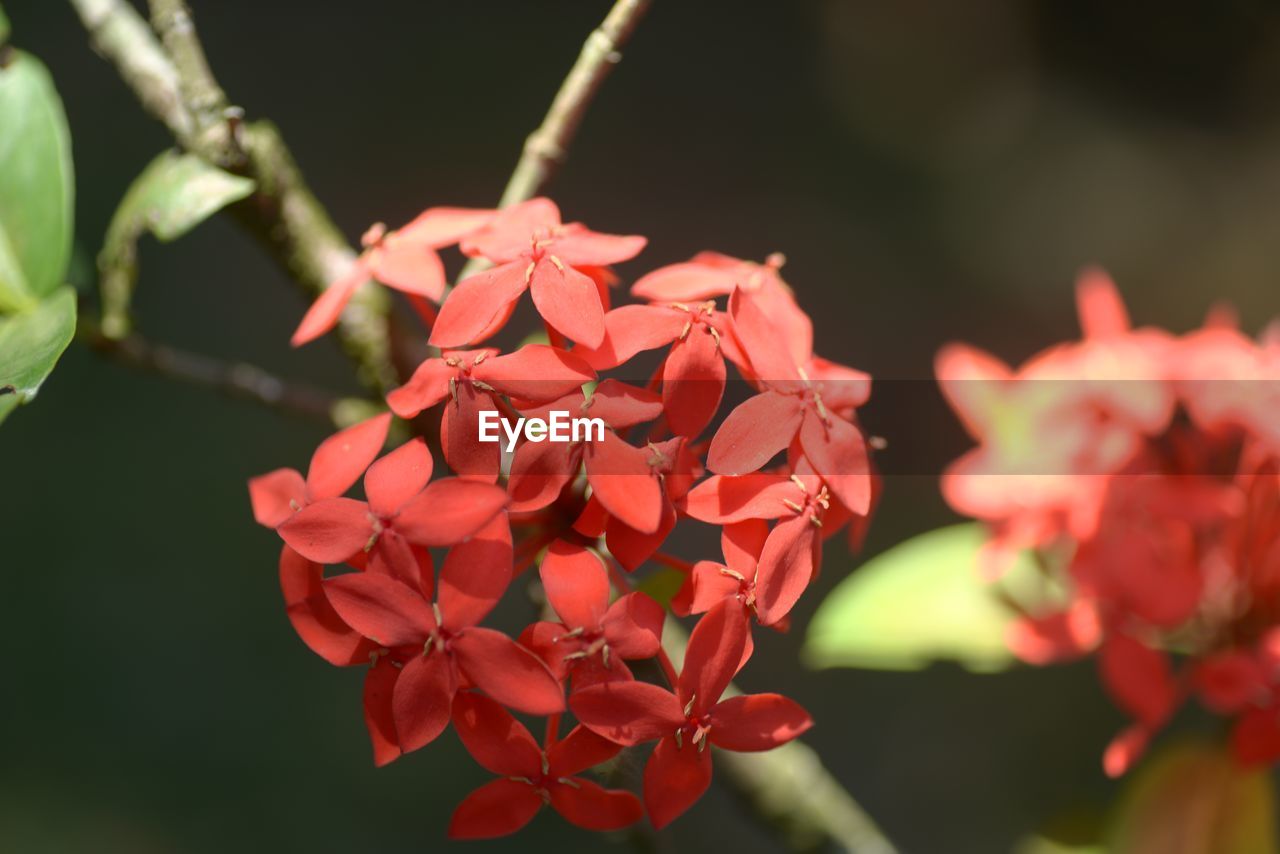Close-up of flowers blooming outdoors