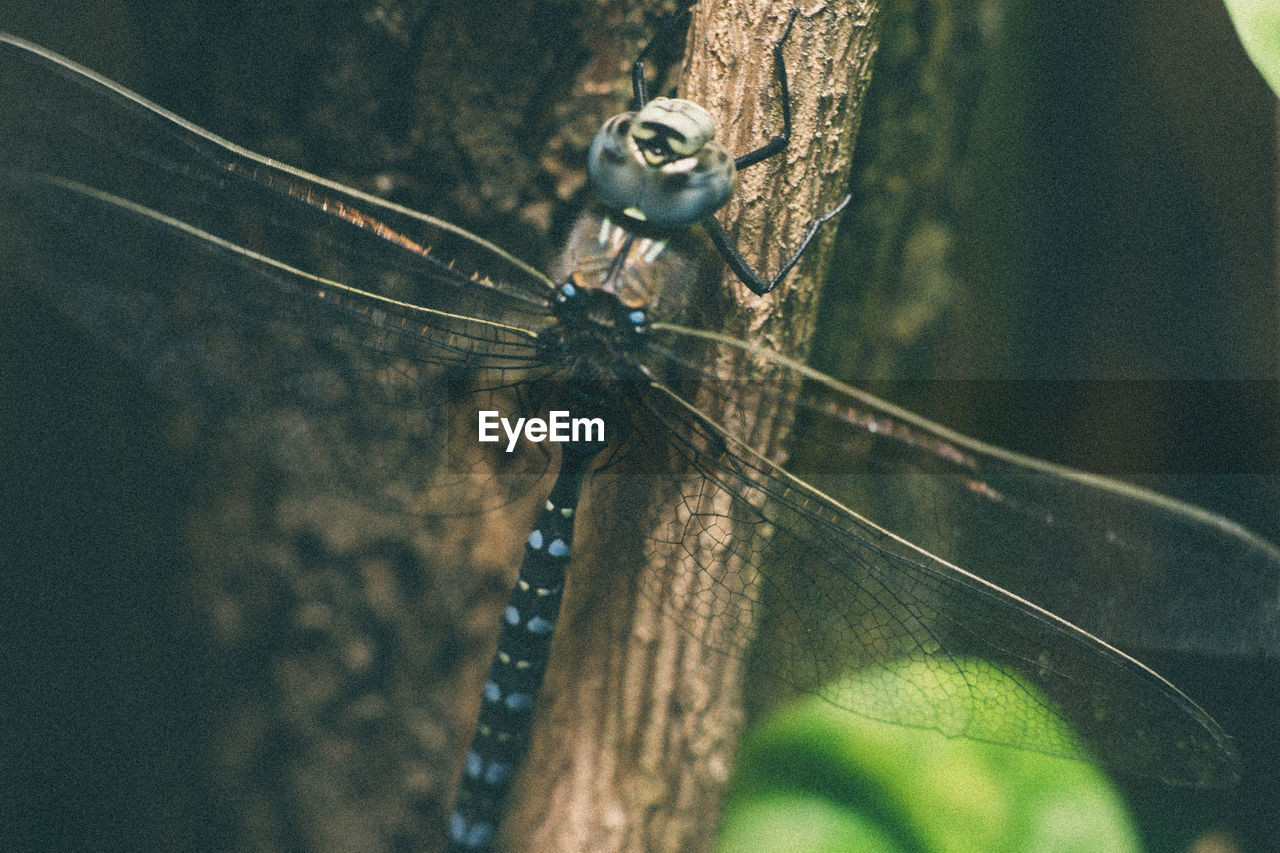 CLOSE-UP OF SPIDER IN WEB