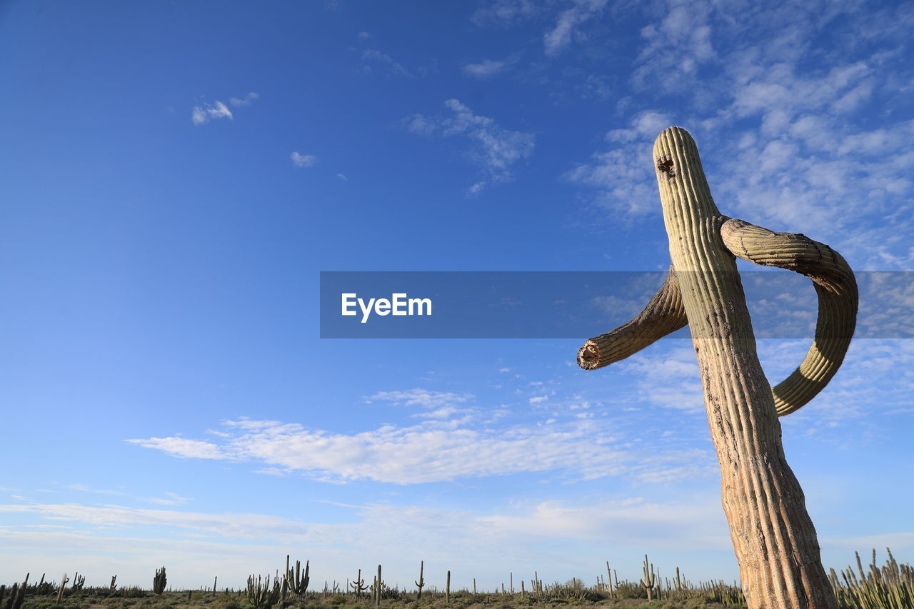 Low angle view of cactus against blue sky