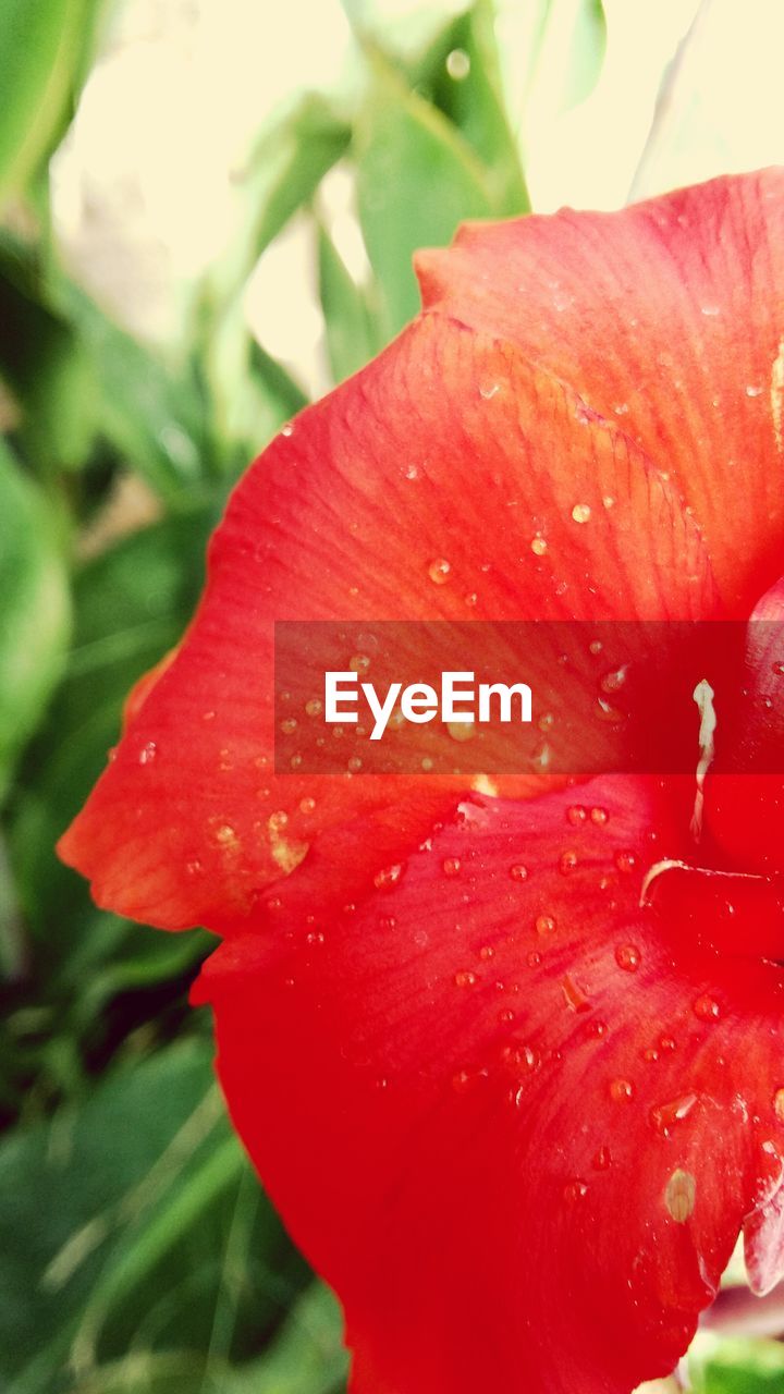 CLOSE-UP OF RED FLOWERS