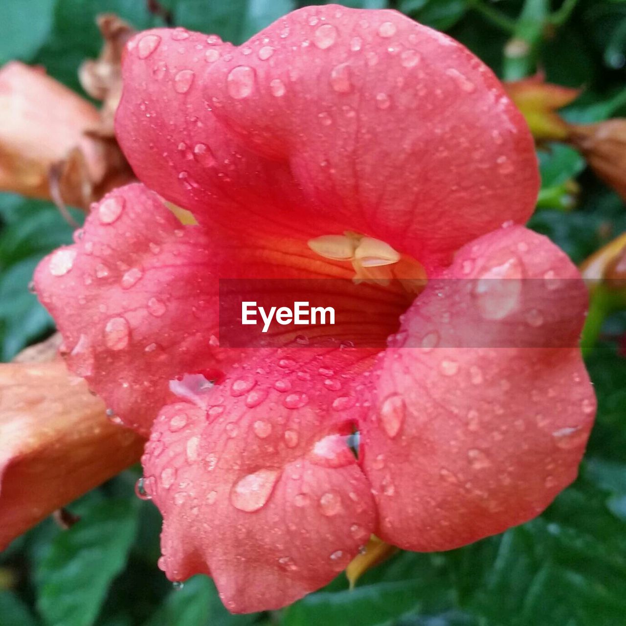 CLOSE-UP OF WATER DROPS ON PINK FLOWER