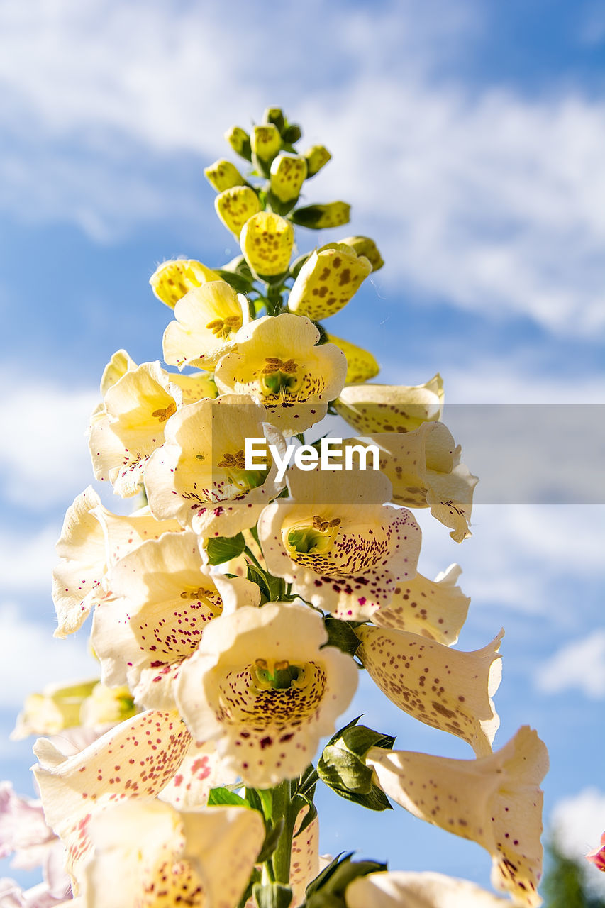 Low angle view of flowering plant against sky