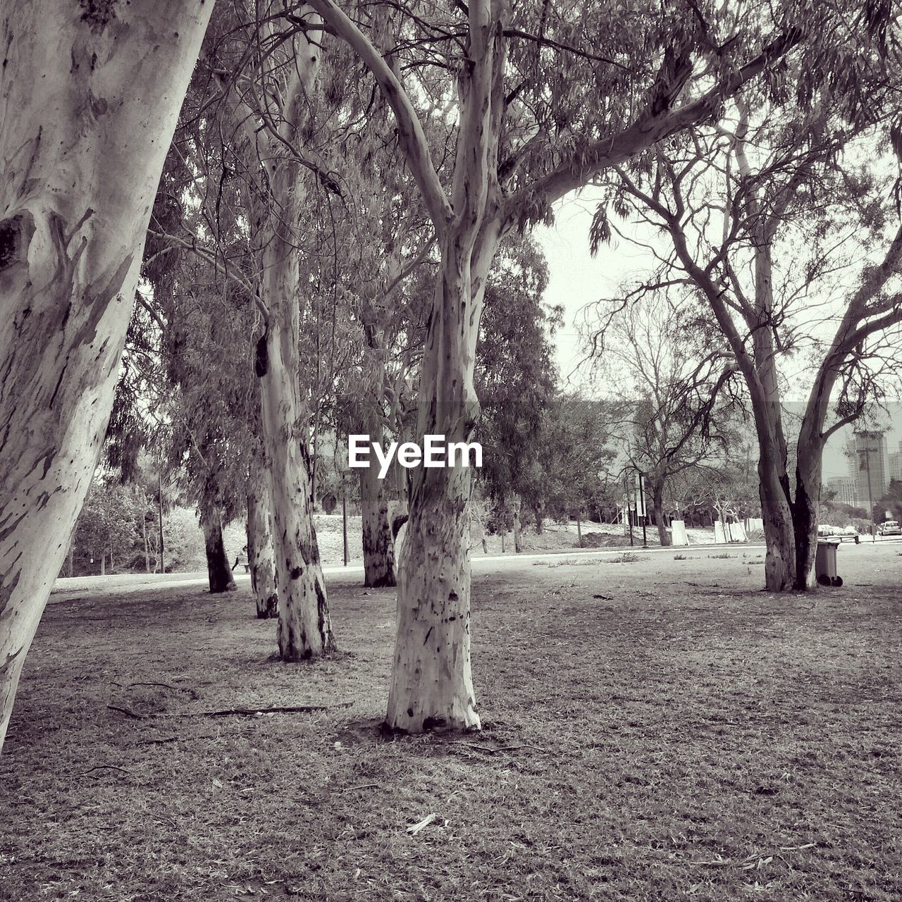 VIEW OF TREES IN PARK