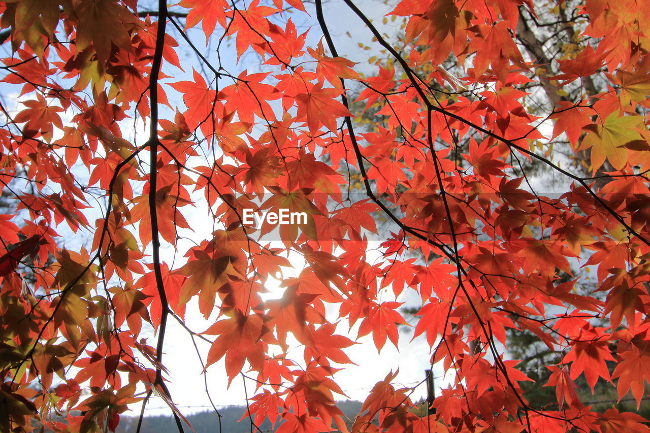 Low angle view of maple tree