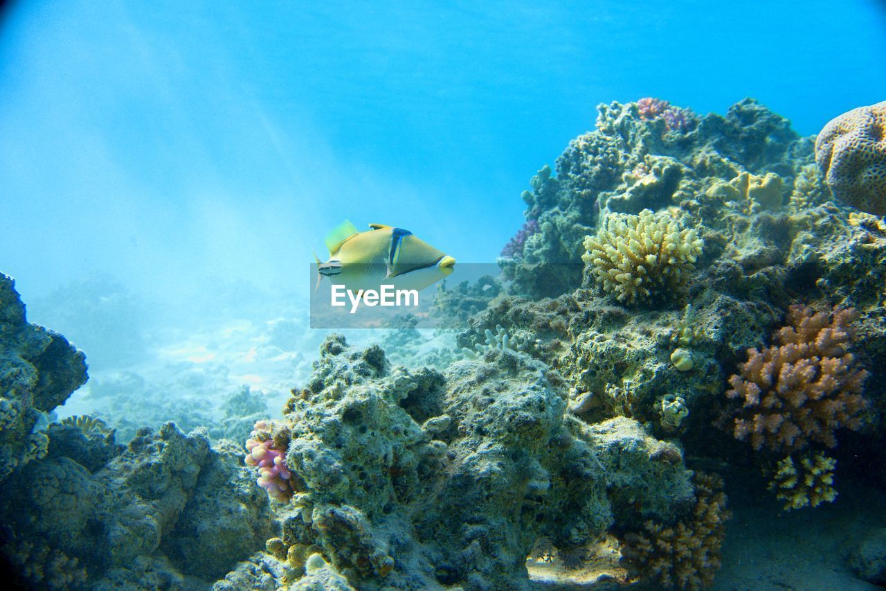 VIEW OF FISH UNDERWATER