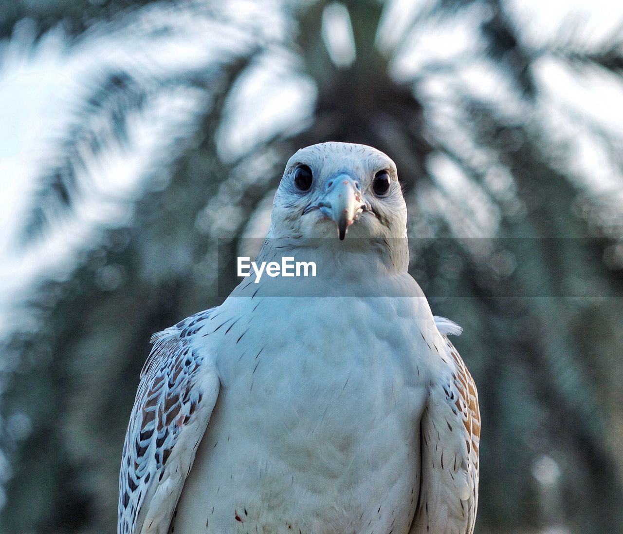 Close-up of a falcon bird