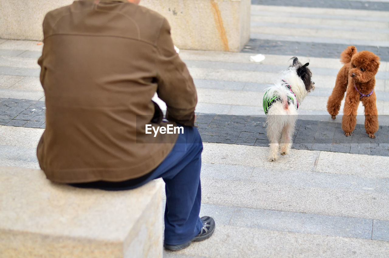 REAR VIEW OF WOMAN WITH DOG