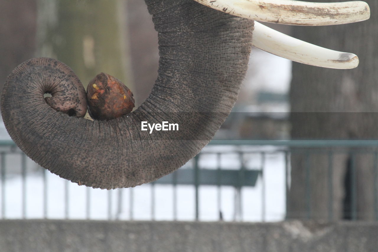 Close-up of elephant trunk