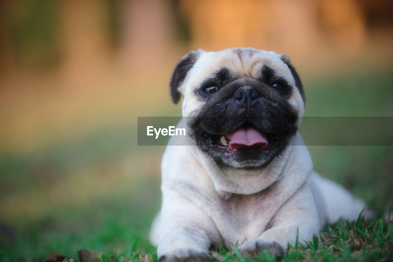 CLOSE-UP PORTRAIT OF PUG