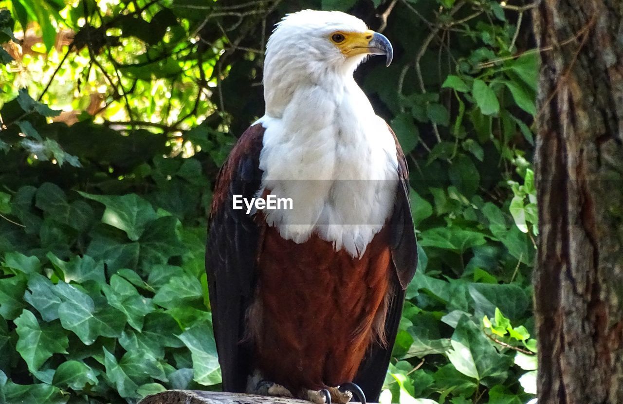 BIRD PERCHING ON BRANCH