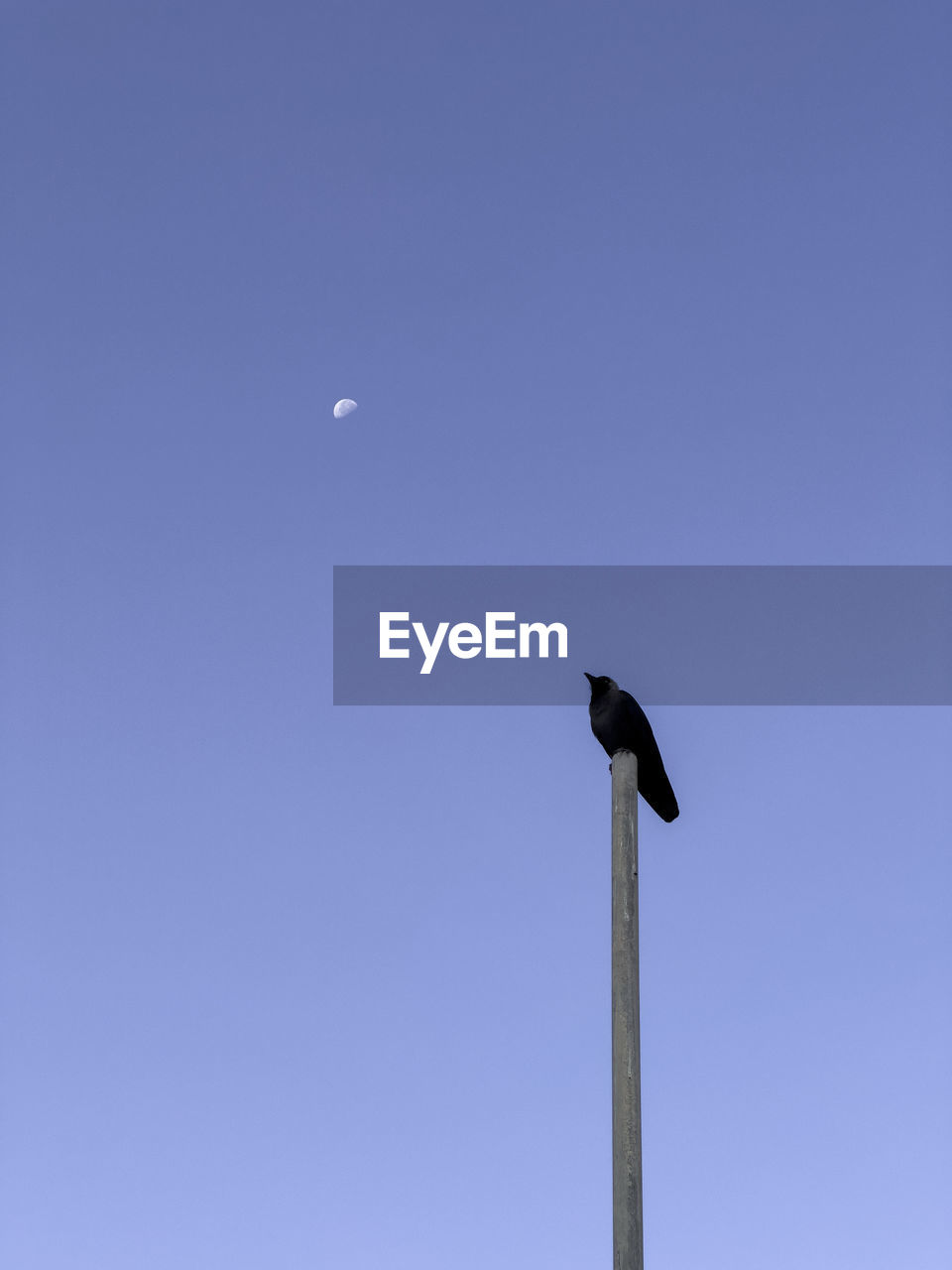 sky, bird, animal, animal themes, street light, animal wildlife, clear sky, wildlife, blue, low angle view, moon, no people, nature, one animal, copy space, outdoors, flying, day, wind, beauty in nature, sunny